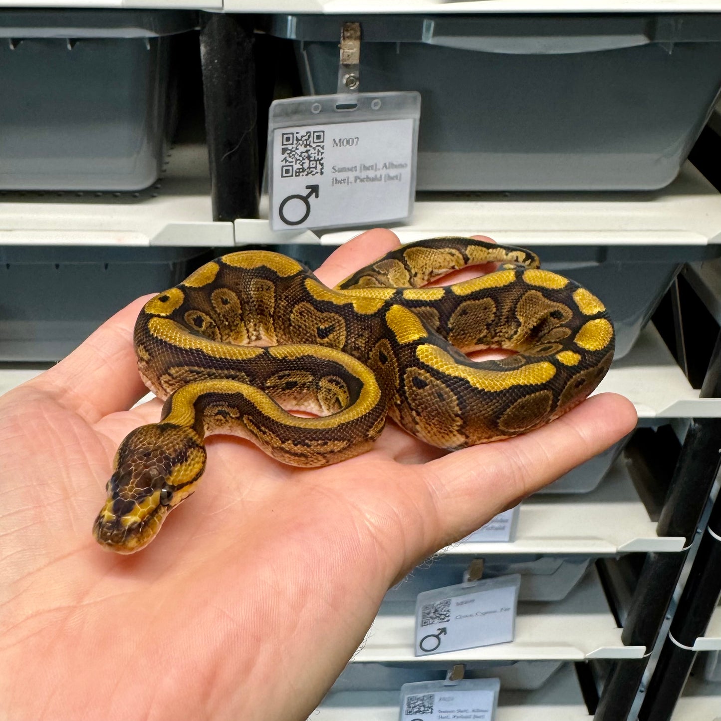 Super Red Stripe, Fire, 66% Desert Ghost, 50% Het Clown - Male