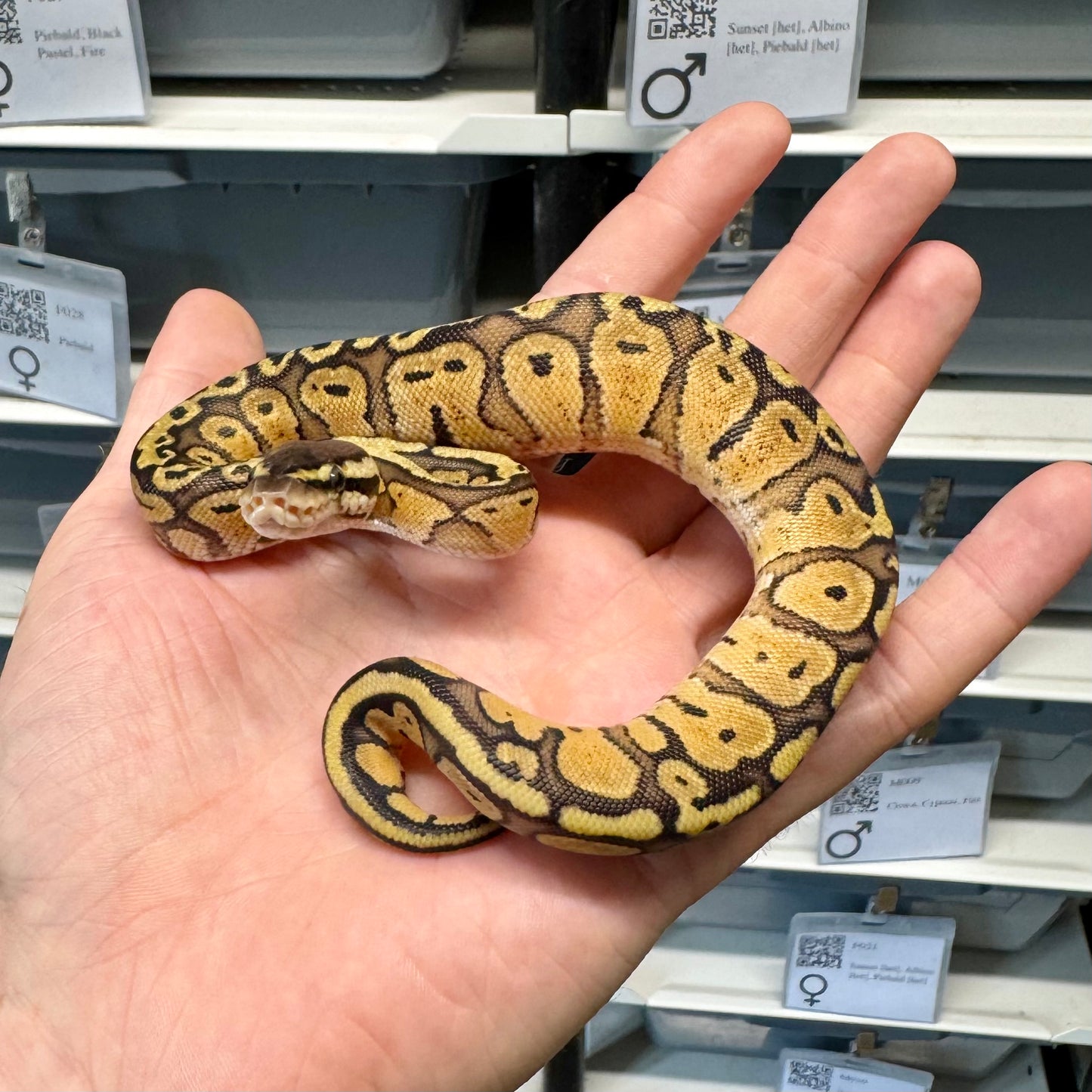 Pastel, Red Stripe, 66% Het Desert Ghost, 50% Het Clown - Female