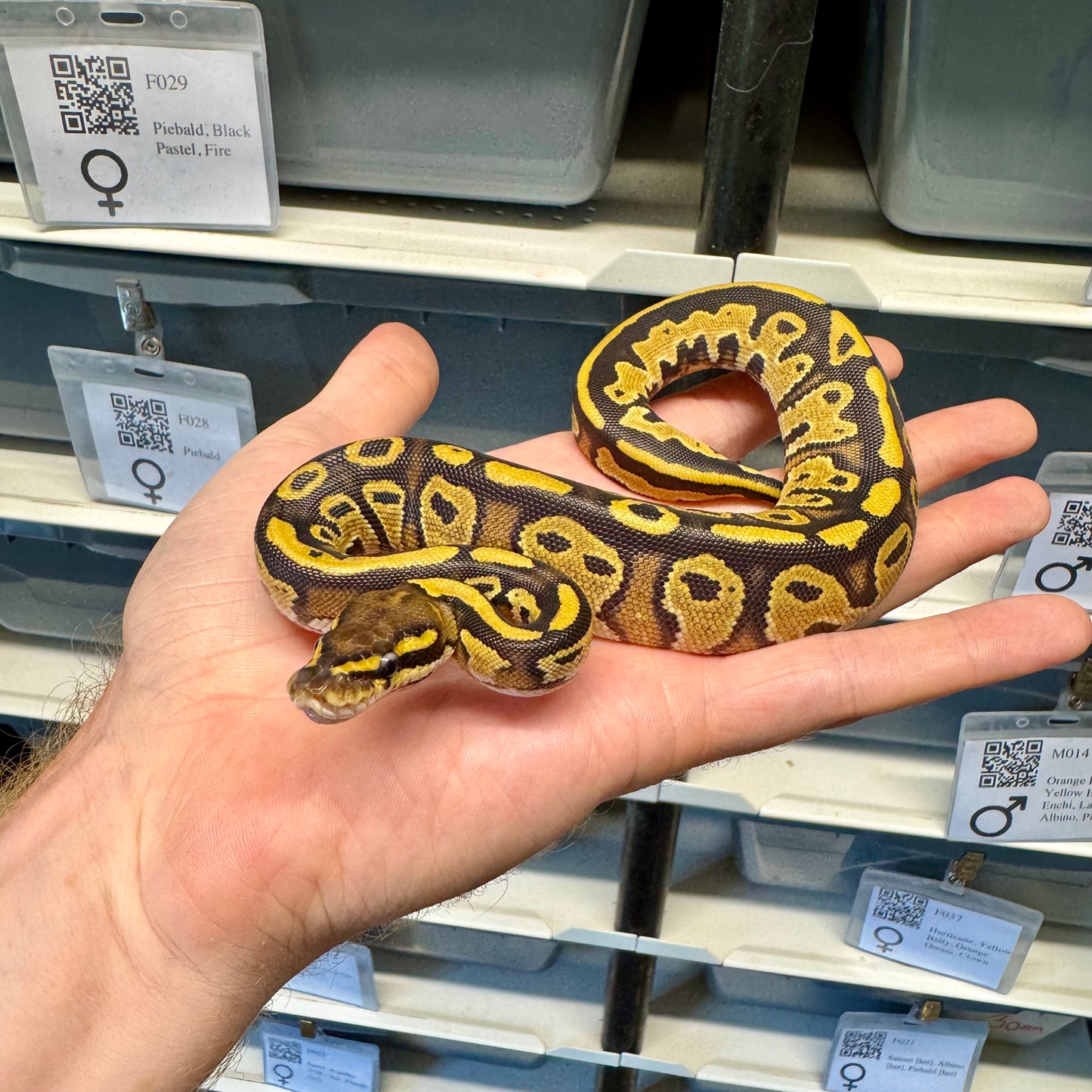 Black Head, Fire, 100% Double Het Clown & Pied, 50% Het Lavender Albino - Female