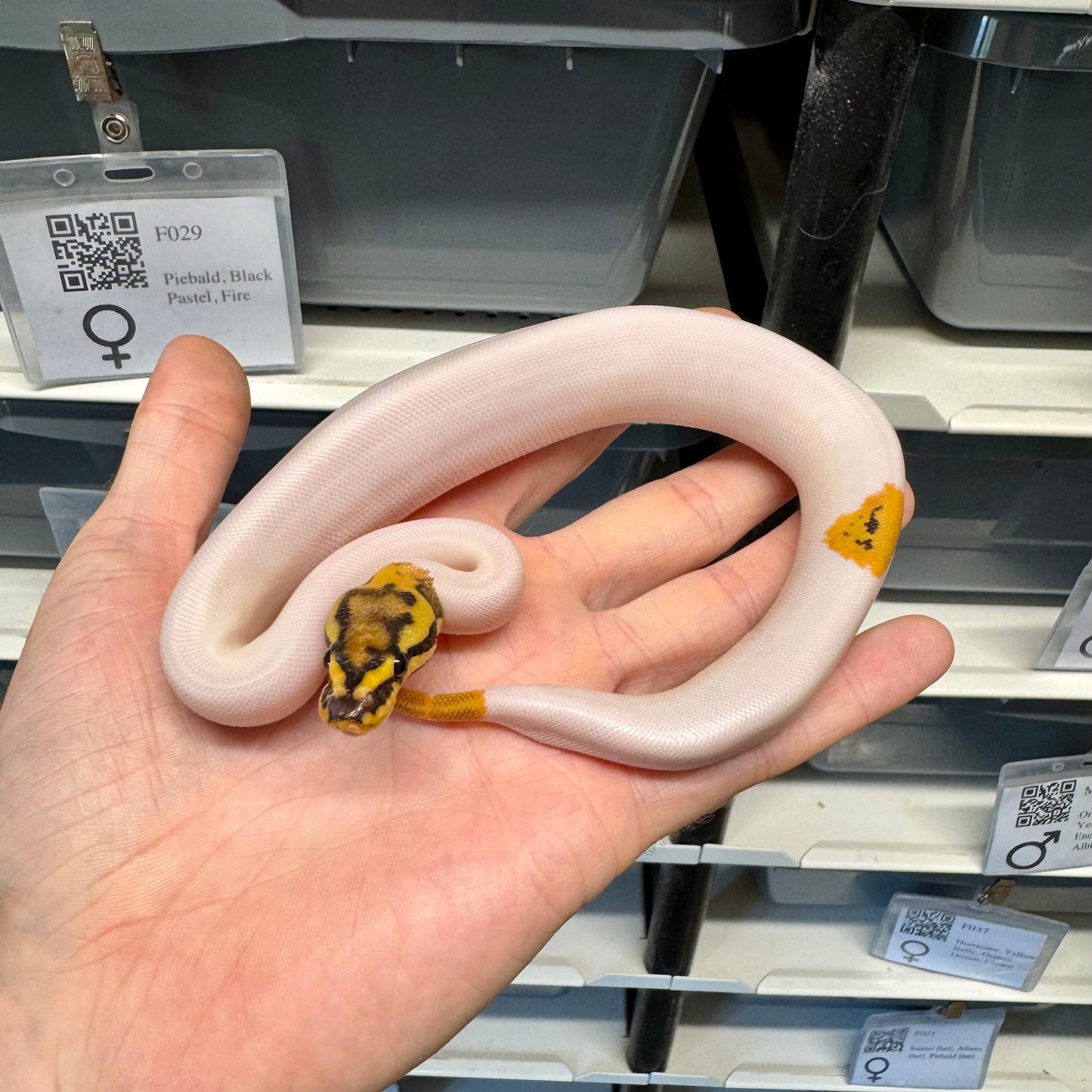 Black Head, Fire, Yellowbelly, Pied 100% Het Clown, 50% Het Lavender Albino - Female