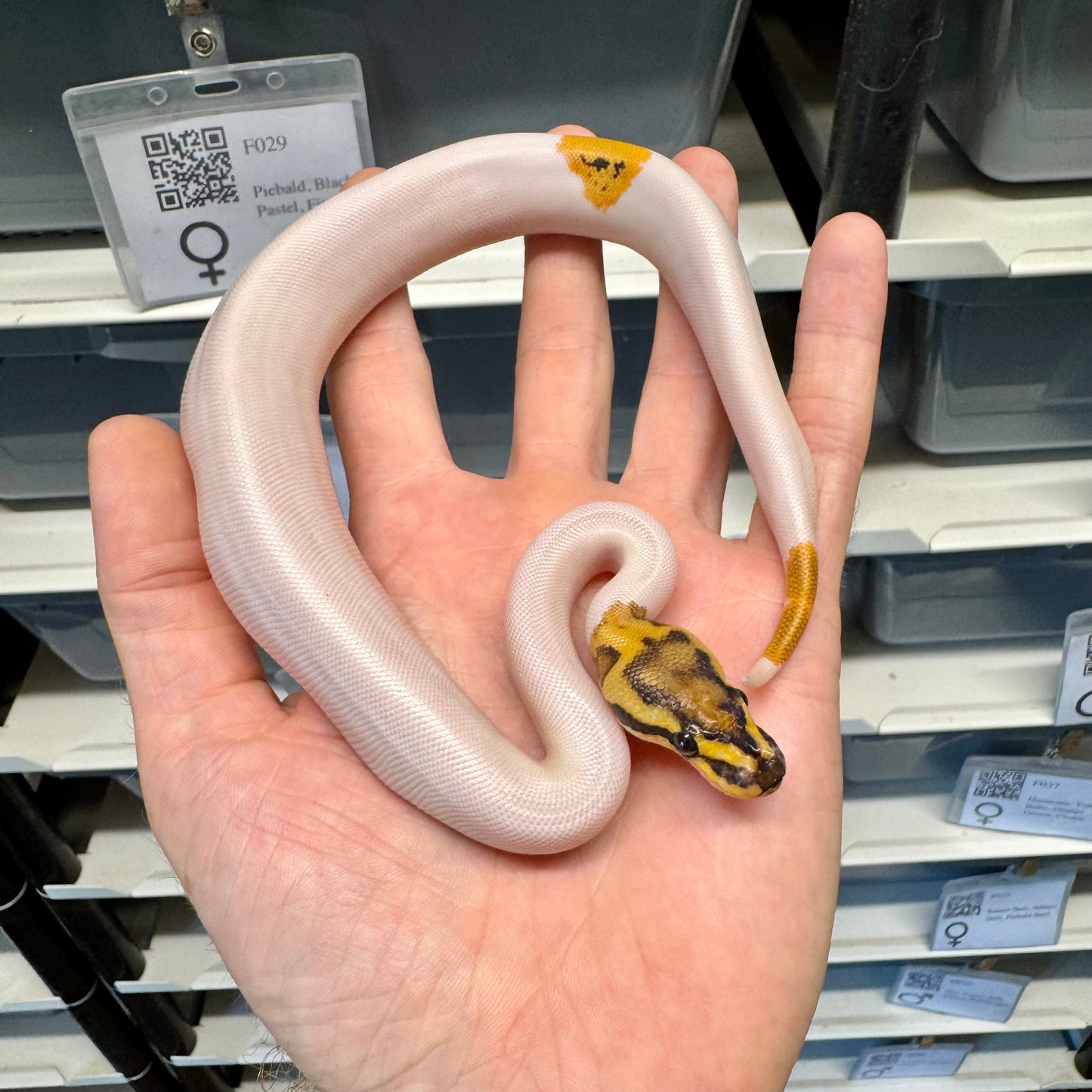 Black Head, Fire, Yellowbelly, Pied 100% Het Clown, 50% Het Lavender Albino - Female