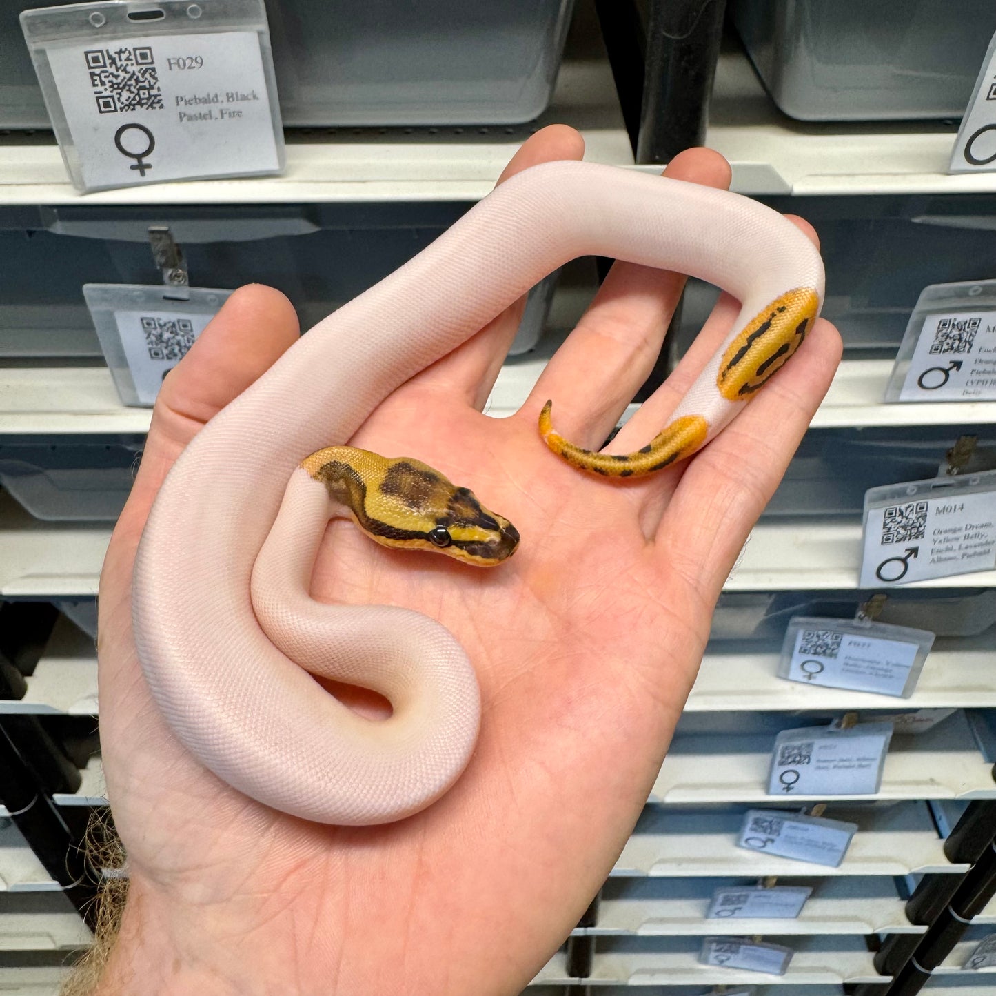 Black Head, Fire, Yellowbelly, Pied 100% Het Clown, 50% Het Lavender Albino - Female