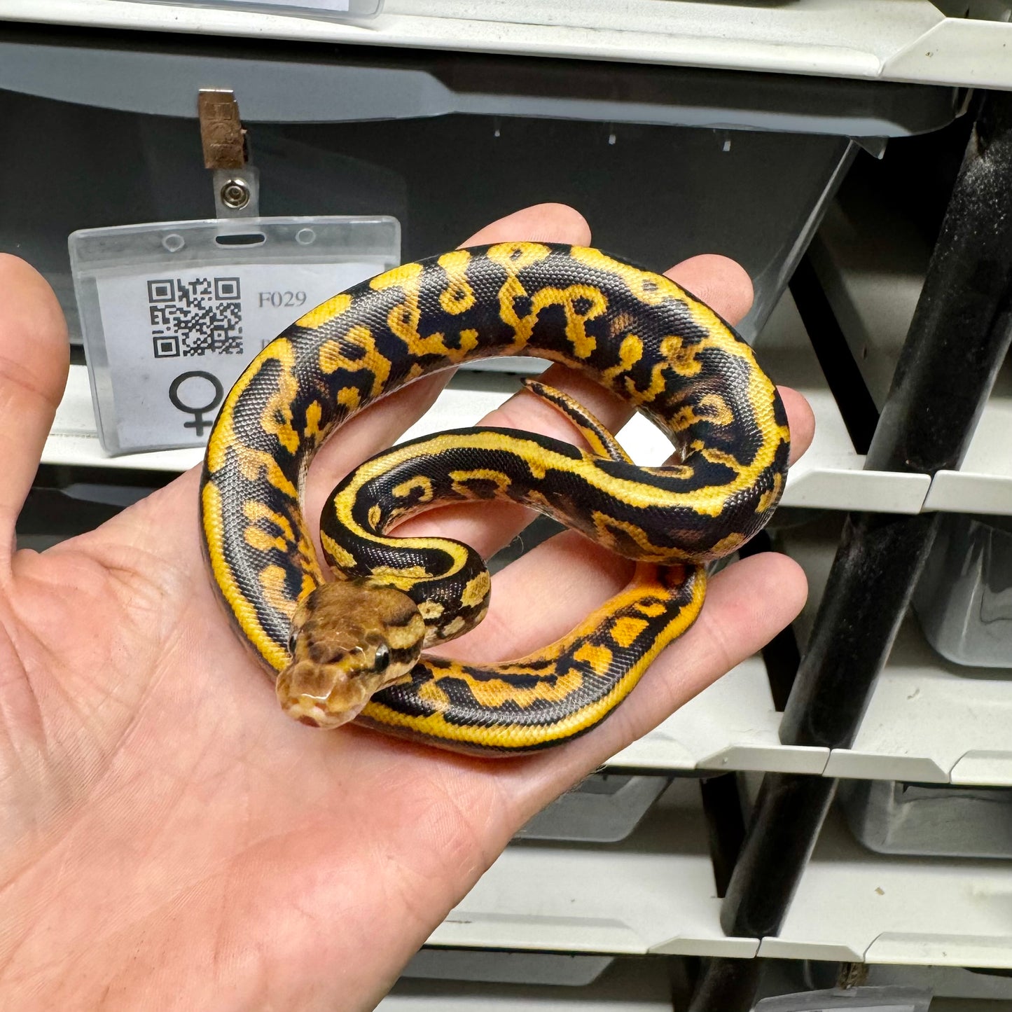 Barnhart Black Pastel, Leopard, Spotnose, Yellowbelly, 100% Het Clown, 50% Het Puzzle - Female