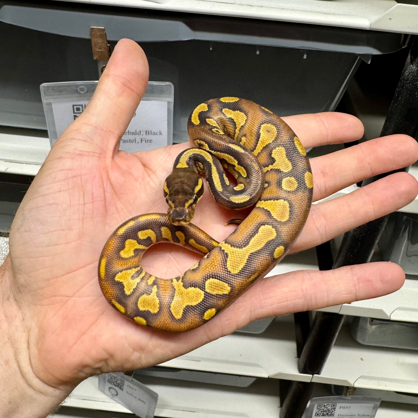 Black Head, Enchi, Yellowbelly, 100% Double Het Lavender & Pied - Female