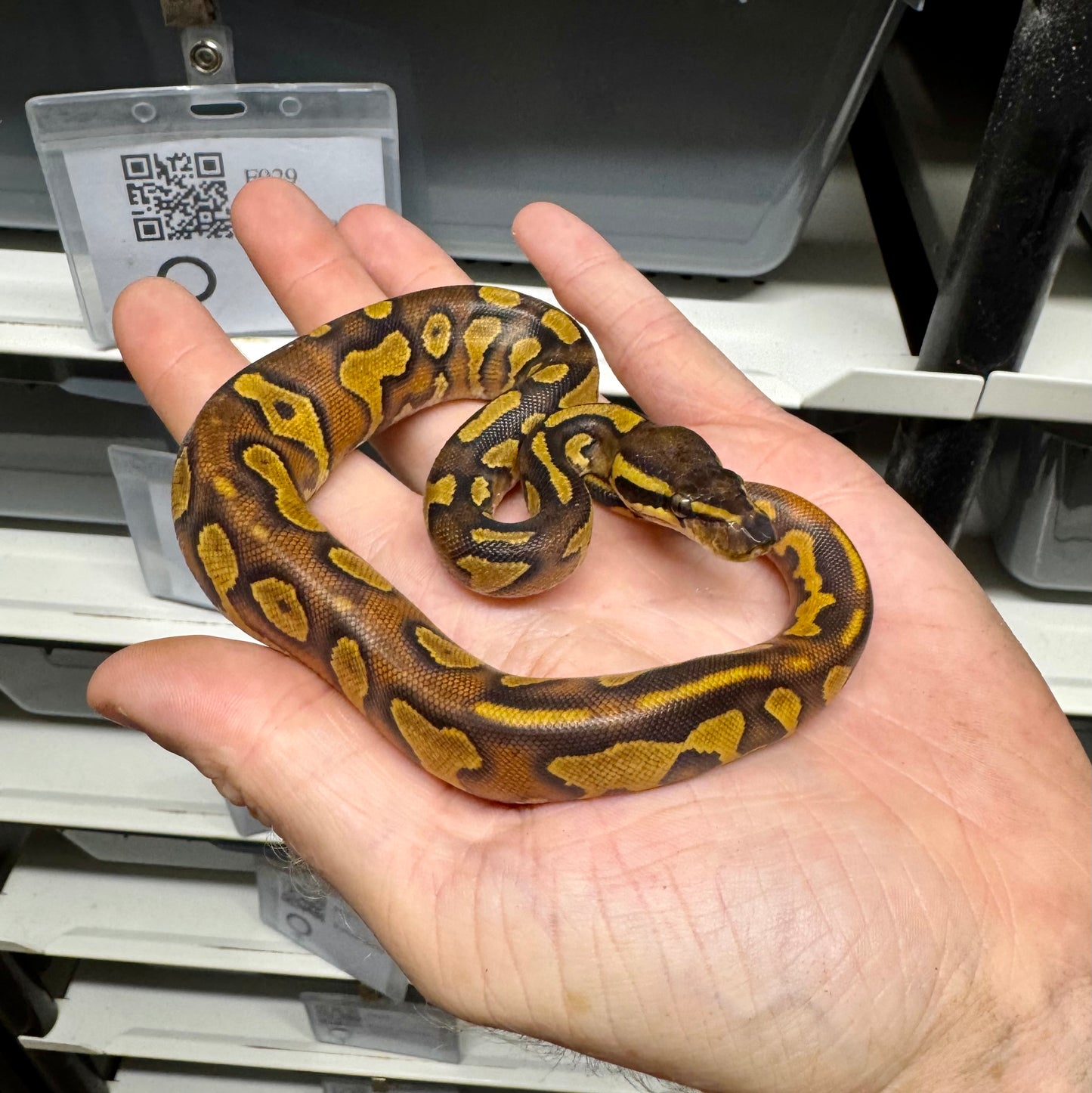 Black Head, Enchi, Yellowbelly, 100% Double Het Lavender & Pied - Female