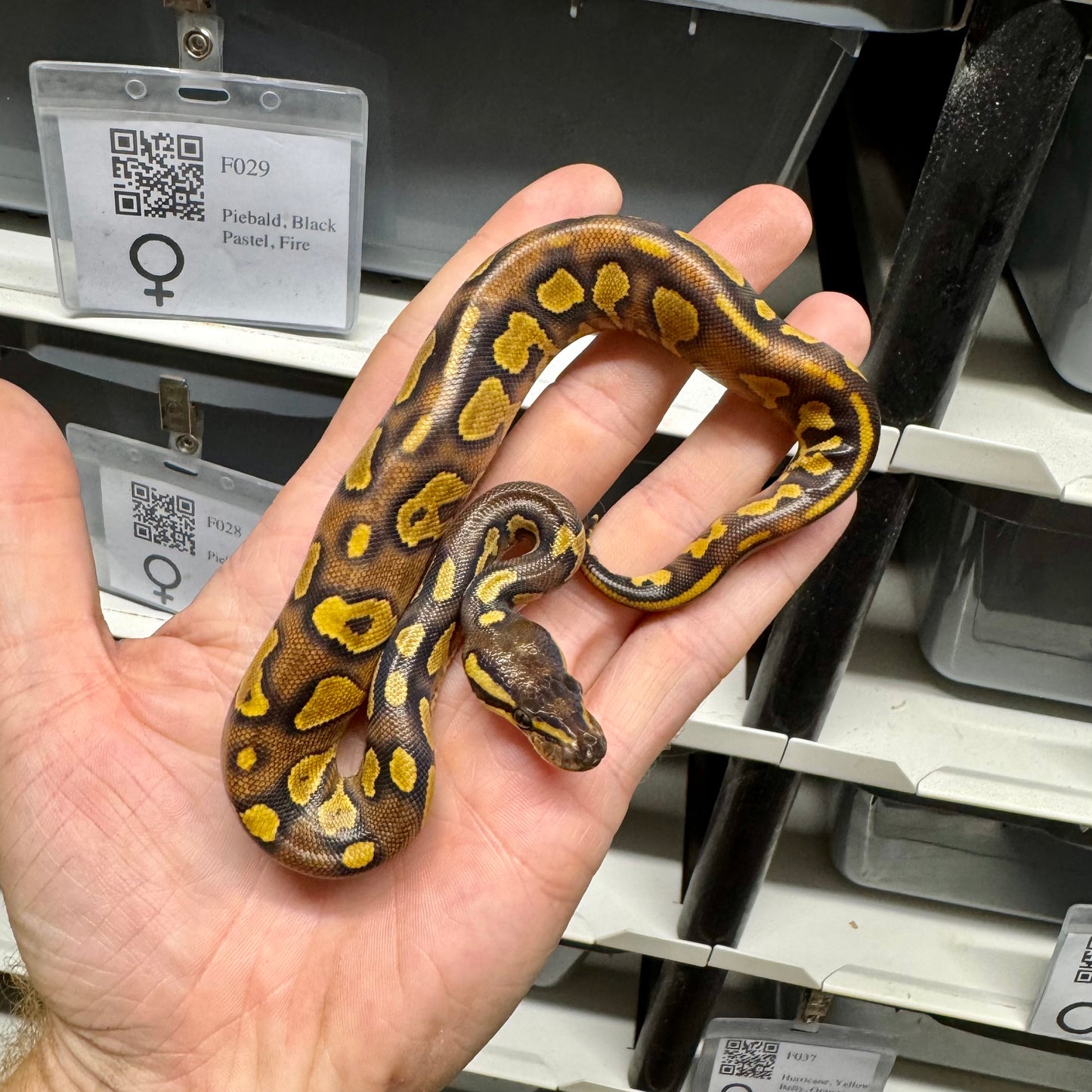 Black Head, Enchi, Yellowbelly, 100% Double Het Lavender & Pied - Female