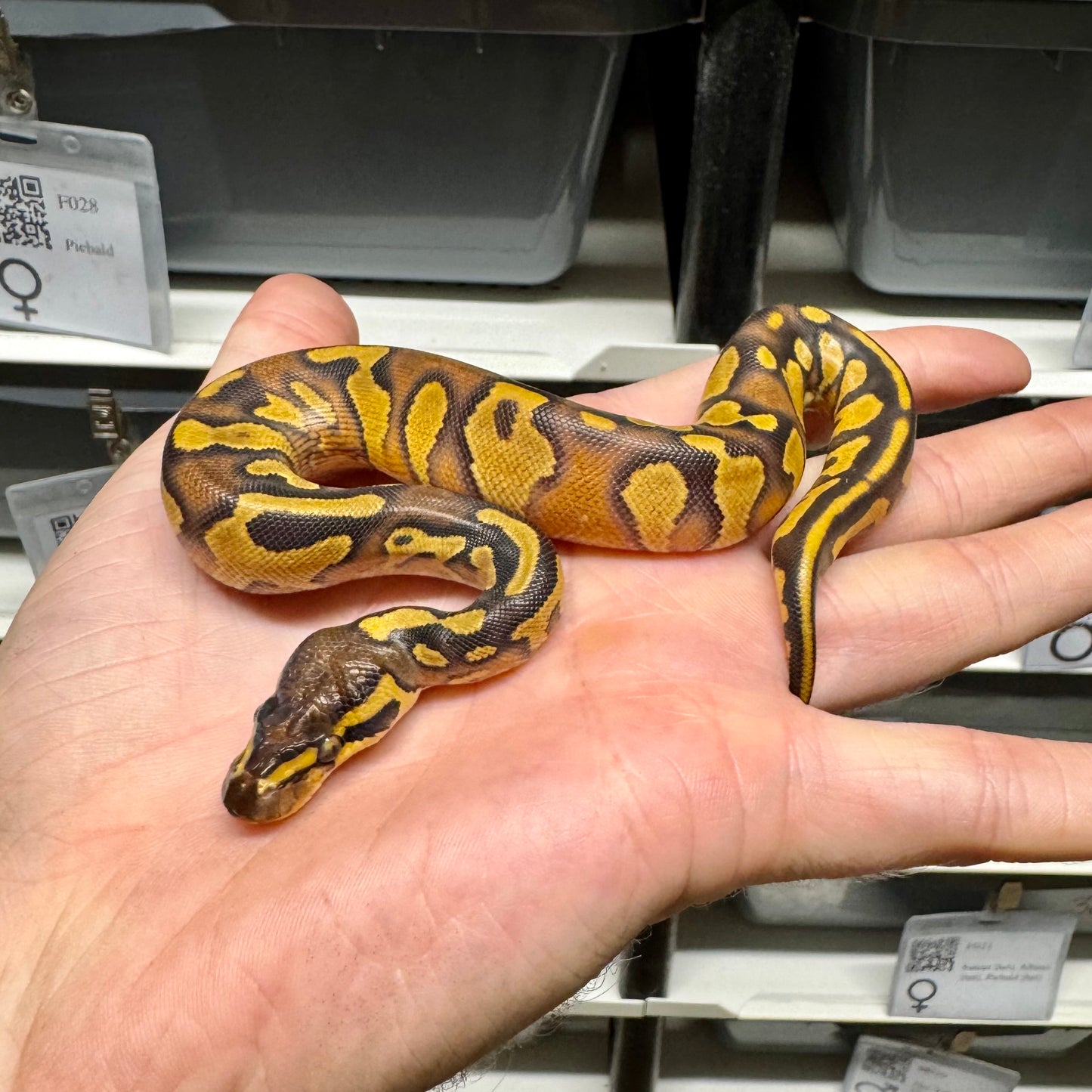 Black Head, Enchi, Yellowbelly, 100% Double Het Lavender & Pied - Female