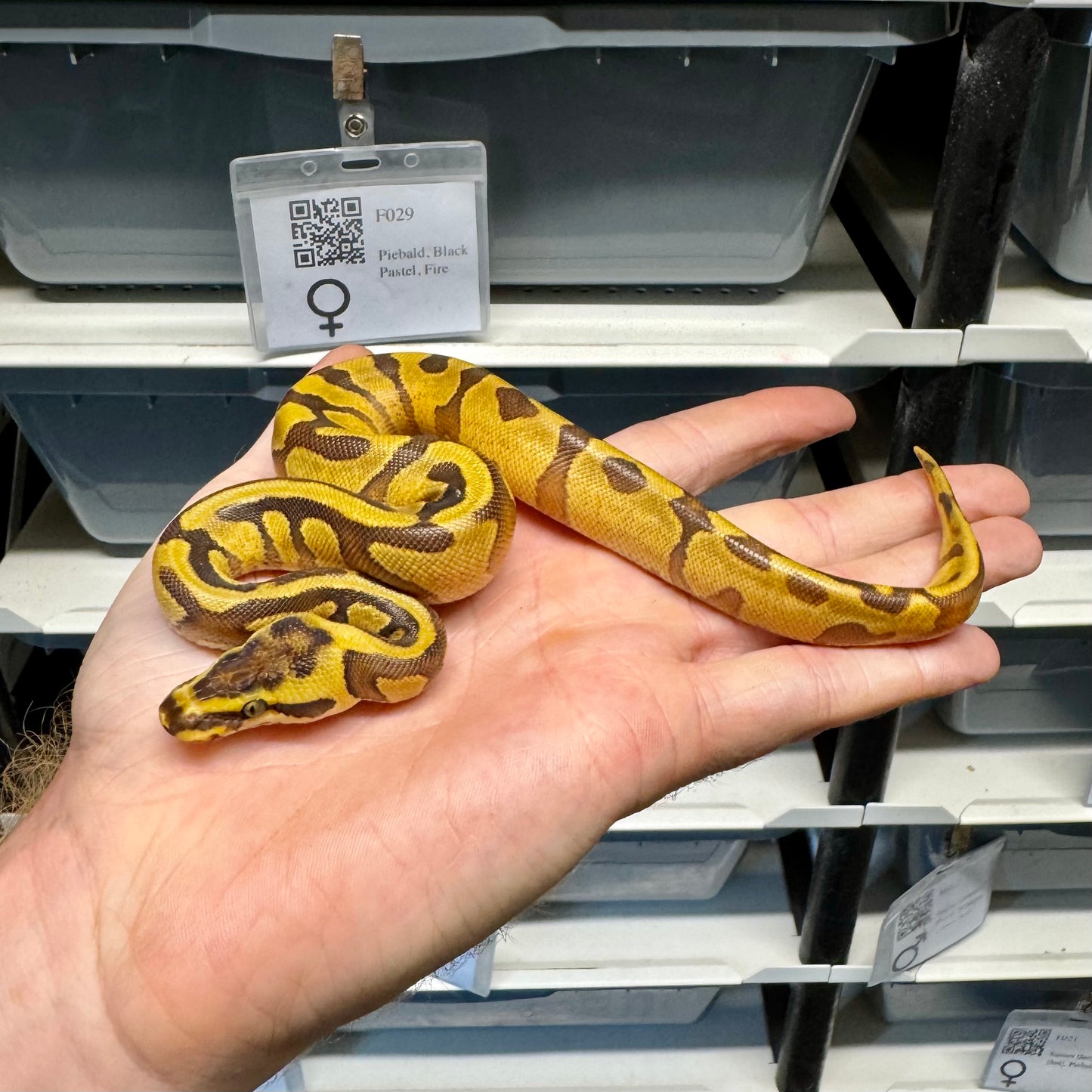Super Enchi, Orange Dream, Yellowbelly, 100% Double Het Lavender & Pied - Female