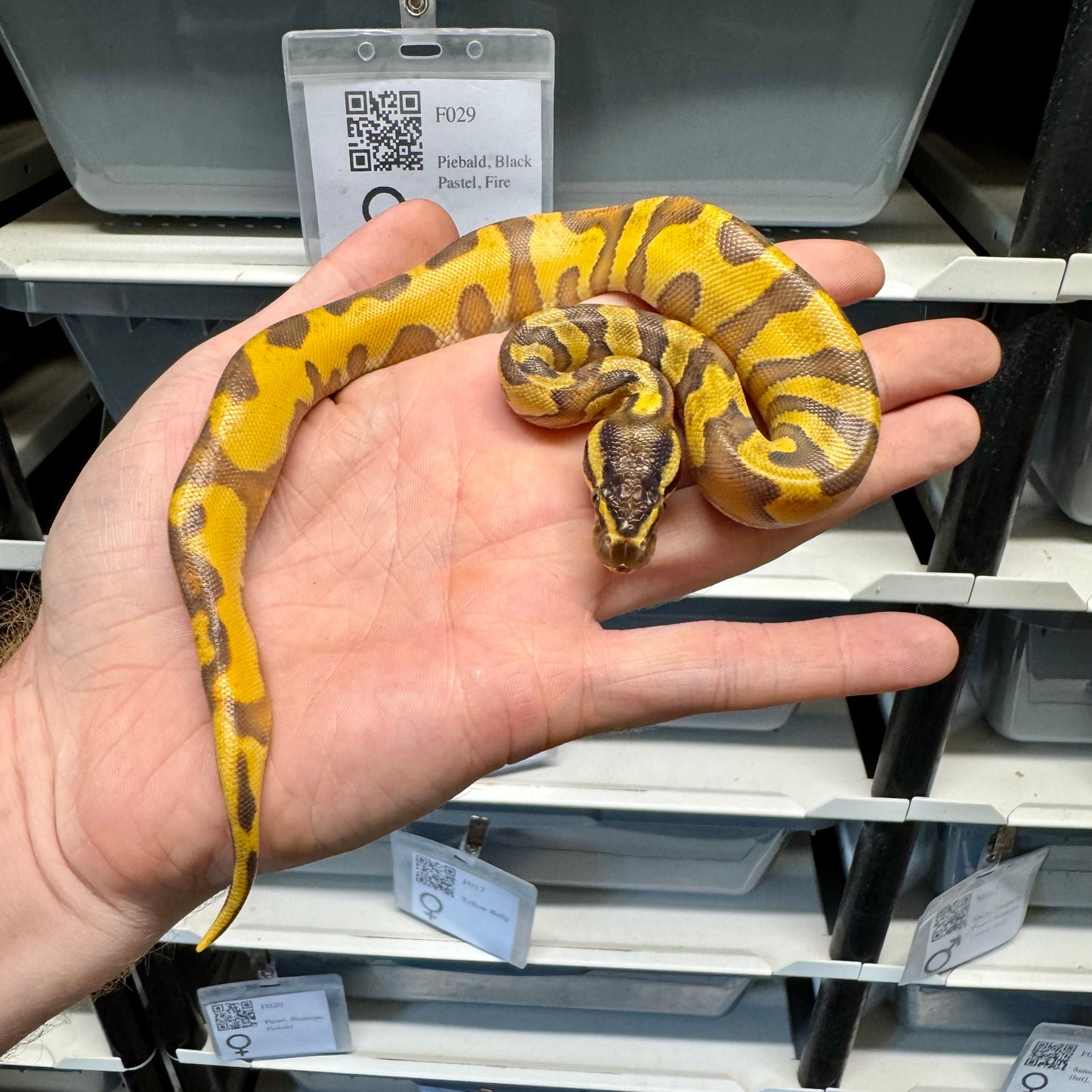 Enchi, Super Orange Dream, Black Head, Yellowbelly, 100% Double Het Lavender & Pied - Female