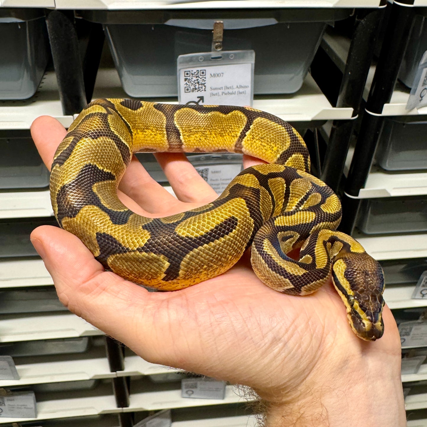 Enchi, 100% Double Het Albino, Pied - Male