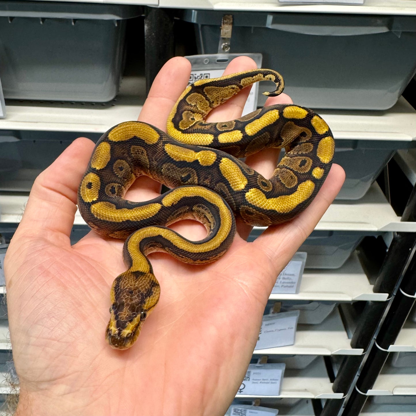 Super Red Stripe, Fire, 66% Desert Ghost, 50% Het Clown - Male