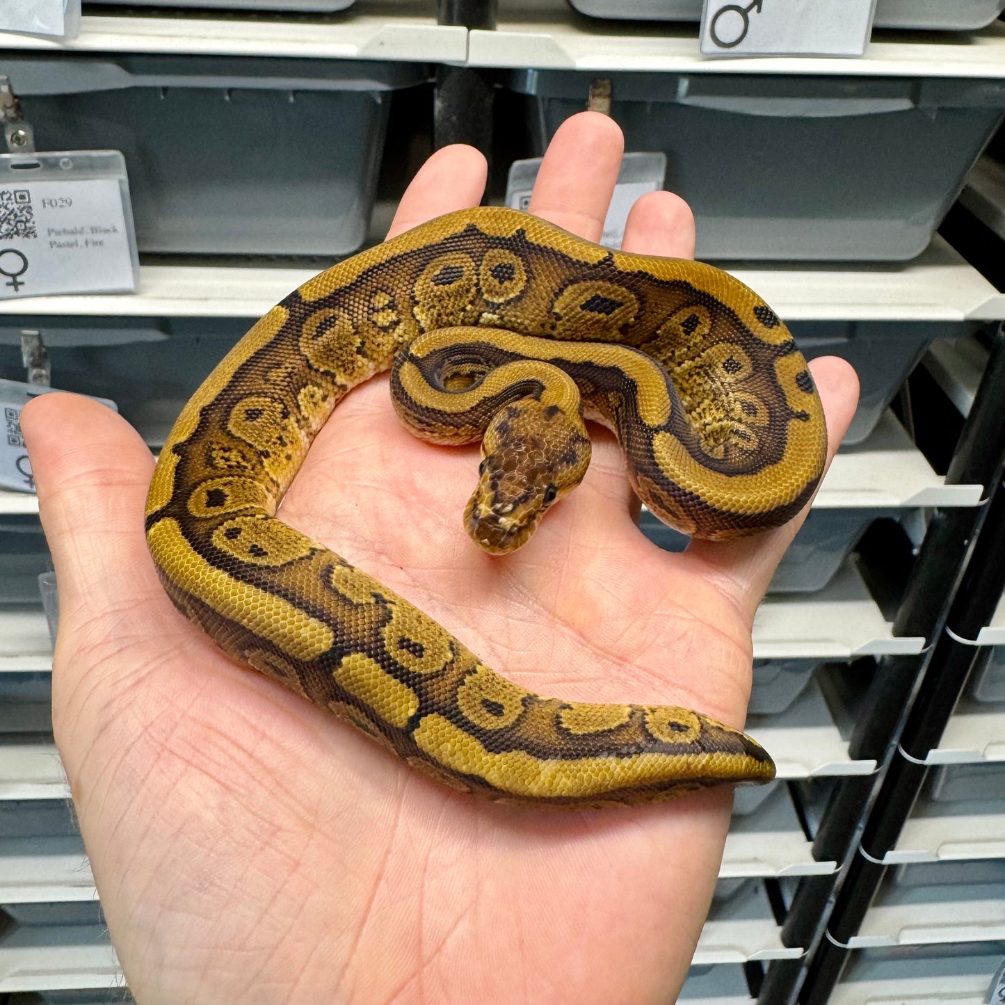 Super Red Stripe, 66% Desert Ghost, 50% Het Clown - Male