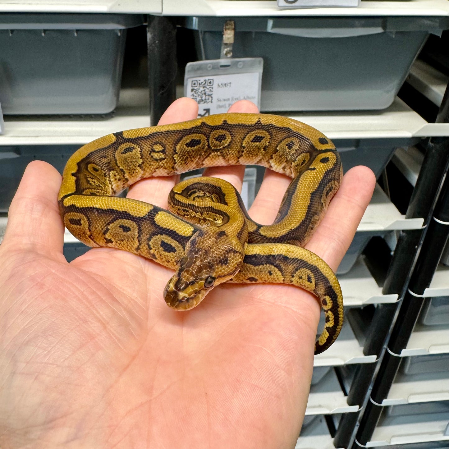 Super Red Stripe, 66% Desert Ghost, 50% Het Clown - Male