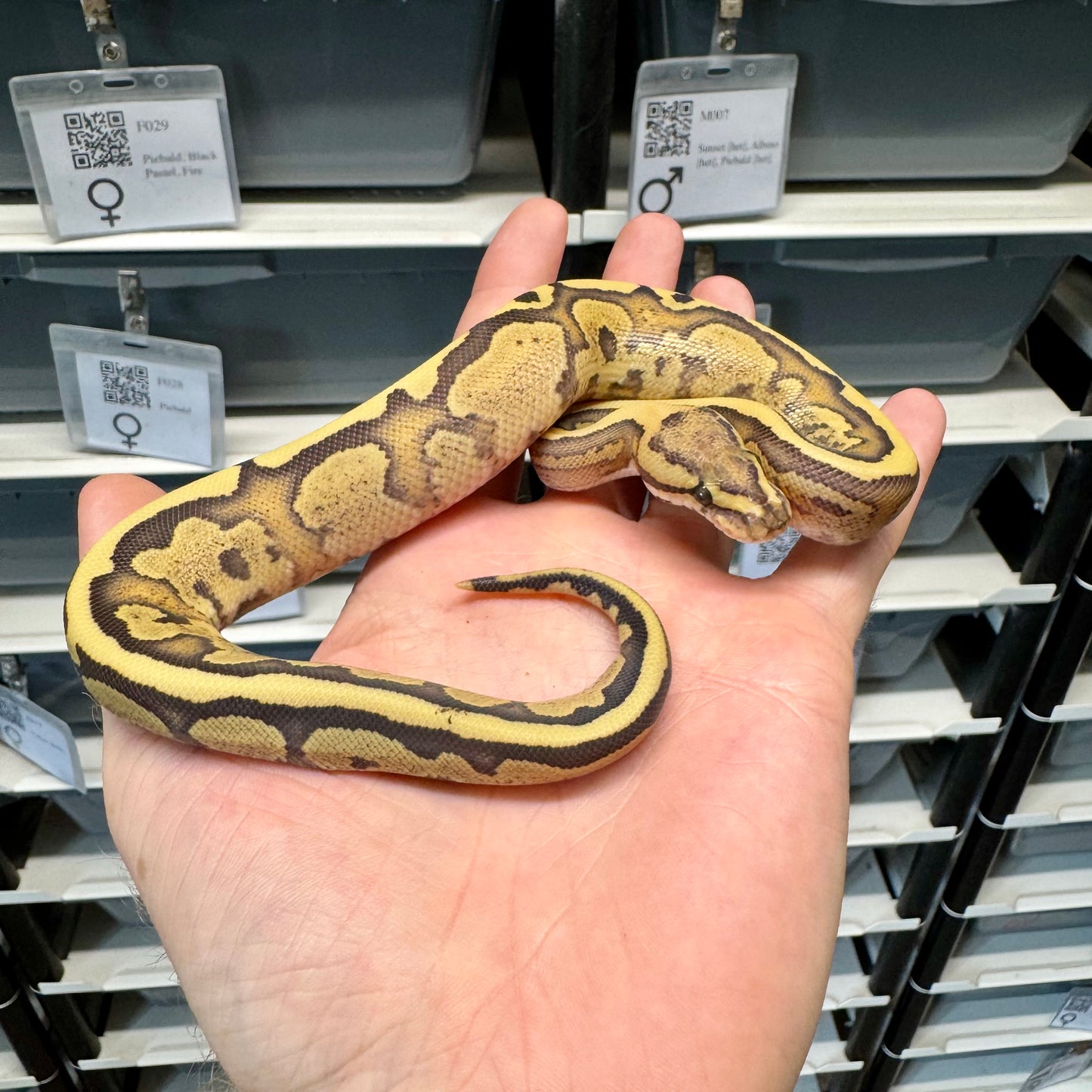 Red Stripe, Fire, Desert Ghost, 50% Het Clown - Male