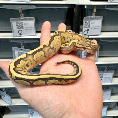 Red Stripe, Fire, Desert Ghost, 50% Het Clown - Male