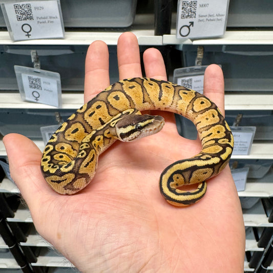 Pastel, Red Stripe, 66% Het Desert Ghost, 50% Het Clown - Female