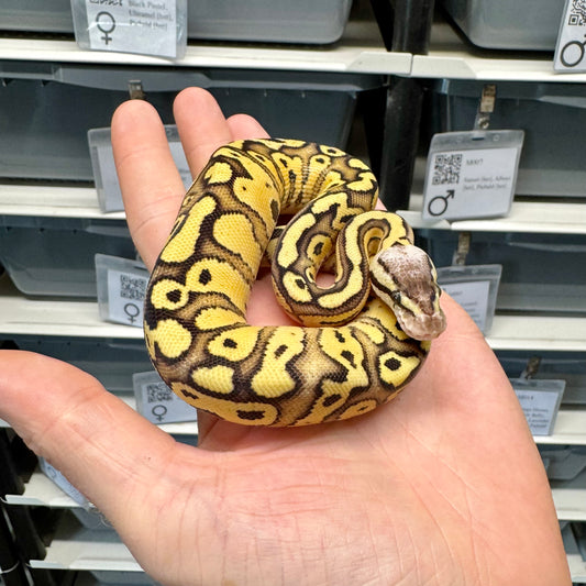 Pastel, Red Stripe, Desert Ghost, 50% Het Clown - Female