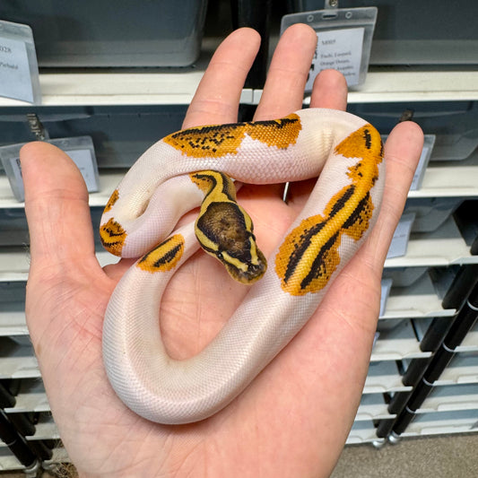 Orange Dream, Yellowbelly, Leopard, Pied - Male