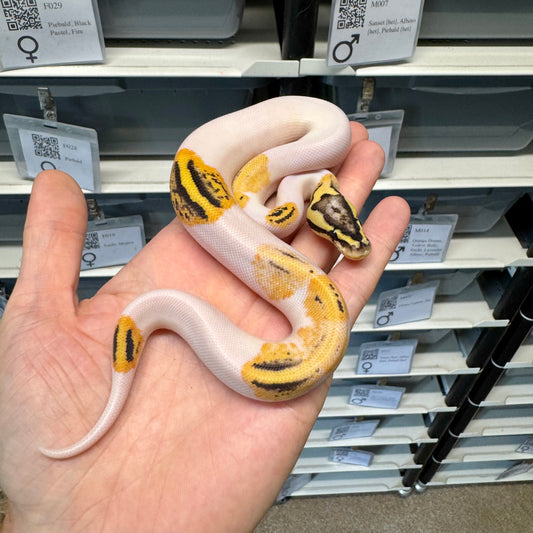 Pastel, Orange Dream, Fire, Pied - Male