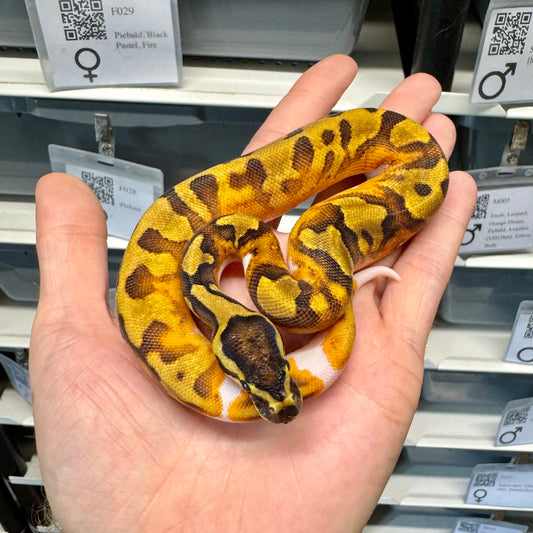 Enchi, Yellowbelly, Leopard, Pied - Female