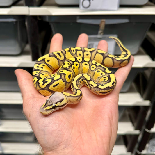 Pastel, Desert Ghost, 50% Het Clown - Male