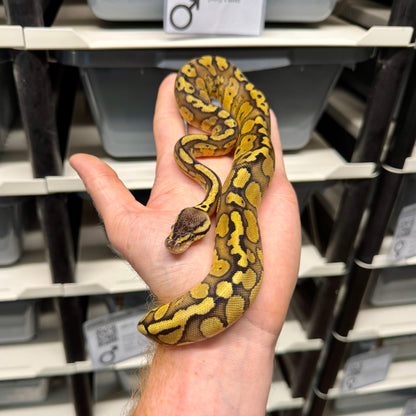 Pastel, Red Stripe, 66% Het Desert Ghost, 50% Het Clown - Female