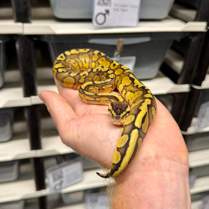 Pastel, Red Stripe, 66% Het Desert Ghost, 50% Het Clown - Female