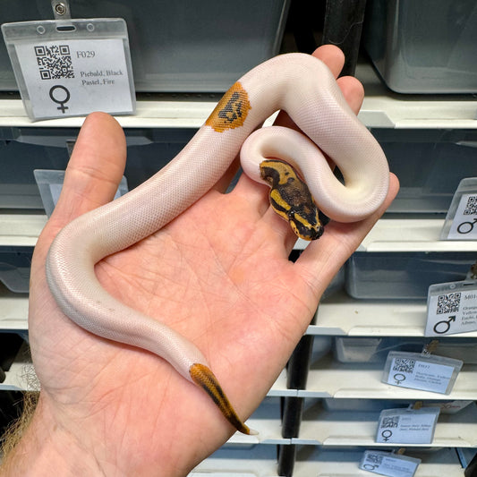 Black Head, Yellowbelly, Pied, 100% Het Clown, 50% Het Lavender Albino - Male