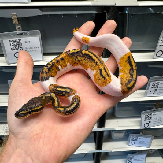 Black Head, Yellowbelly, Pied, 100% Het Clown, 50% Het Lavender Albino - Male