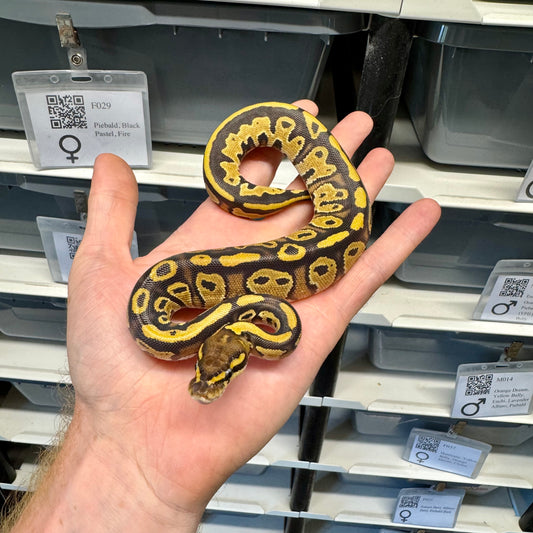 Black Head, Fire, 100% Double Het Clown & Pied, 50% Het Lavender Albino - Female