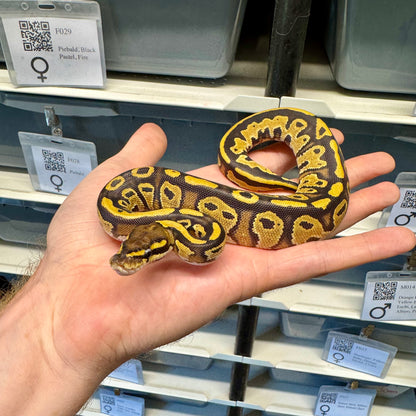 Black Head, Fire, 100% Double Het Clown & Pied, 50% Het Lavender Albino - Female