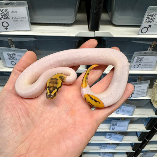 Black Head, Fire, Yellowbelly, Pied 100% Het Clown, 50% Het Lavender Albino - Female