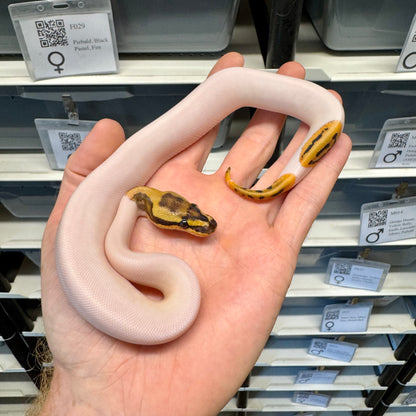 Black Head, Fire, Yellowbelly, Pied 100% Het Clown, 50% Het Lavender Albino - Female