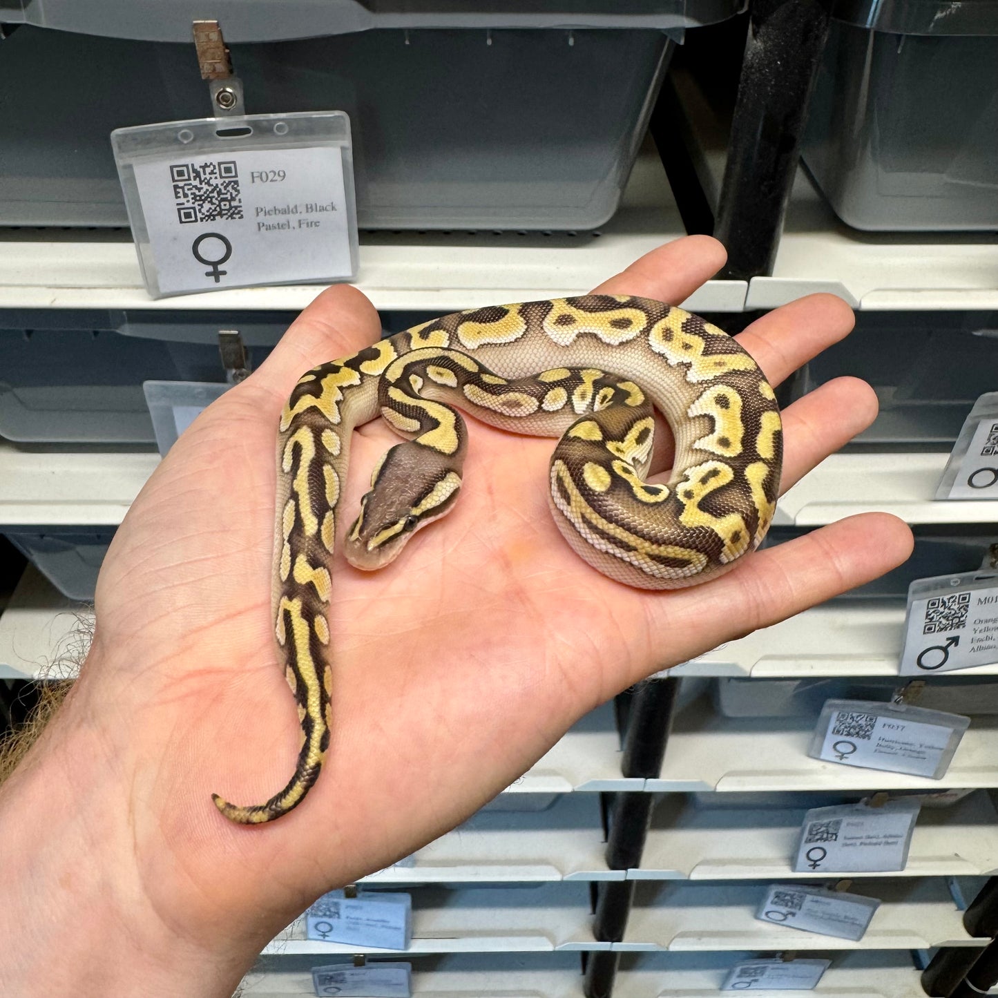 Pastel, Mojave, Enchi, Cinnamon, 100% Het Clown - Male