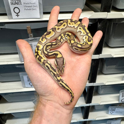 Pastel, Mojave, Enchi, Cinnamon, 100% Het Clown - Male