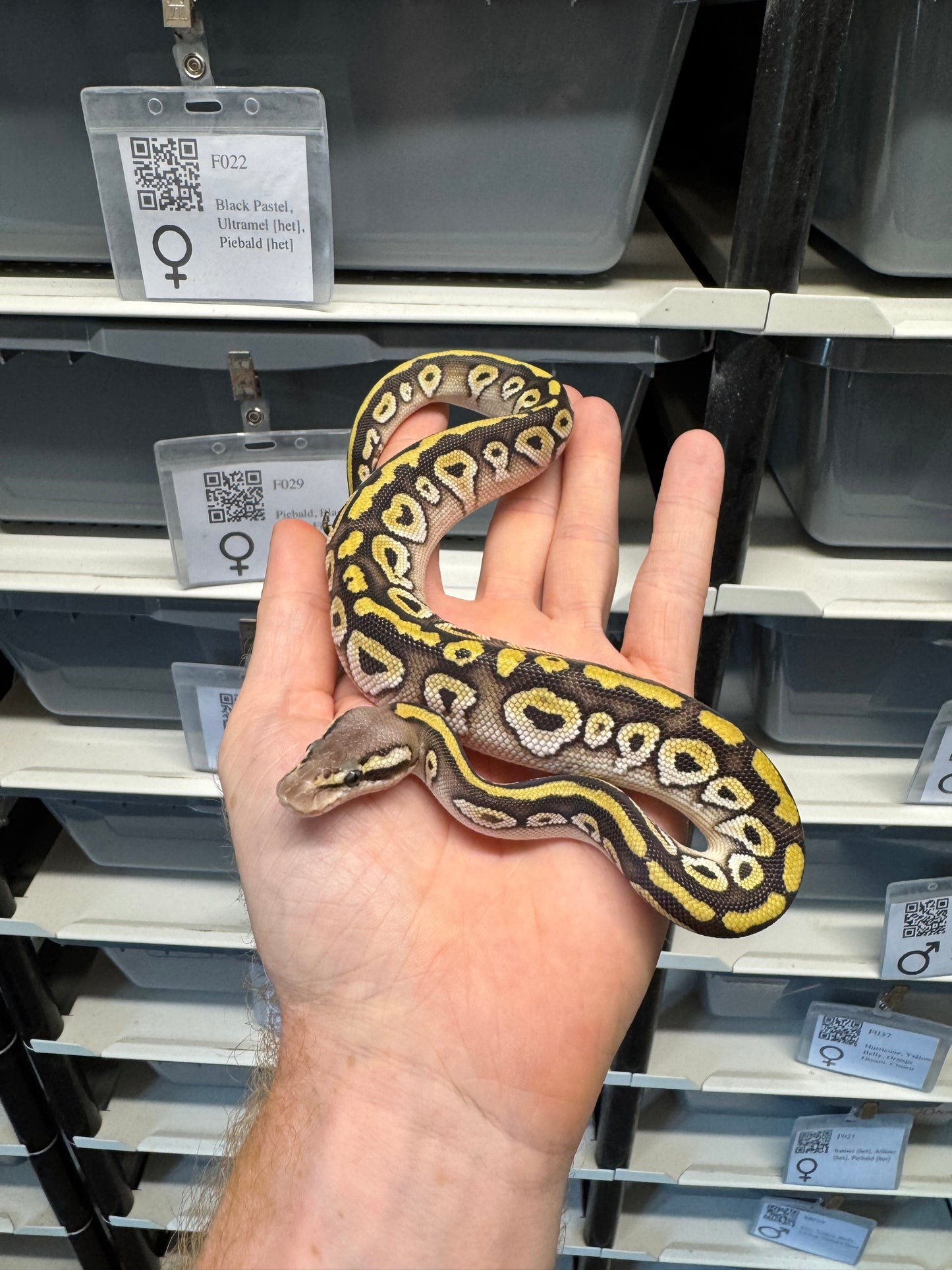 Pastel, Mojave, 100% Het Clown - Female