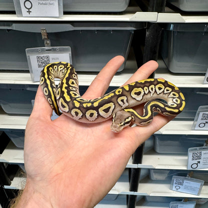 Pastel, Mojave, 100% Het Clown - Female