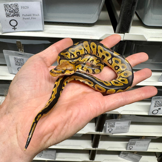 Clown, 50% Het Puzzle - Male