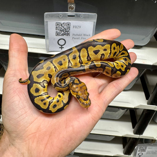 Clown, 50% Het Puzzle - Female