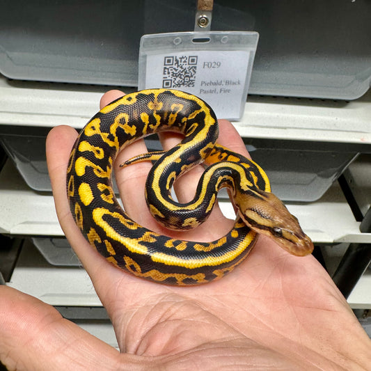 Barnhart Black Pastel, Leopard, Spotnose, Yellowbelly, 100% Het Clown, 50% Het Puzzle - Female