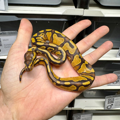 Enchi, Yellowbelly, 100% Double Het Lavender & Pied - Female