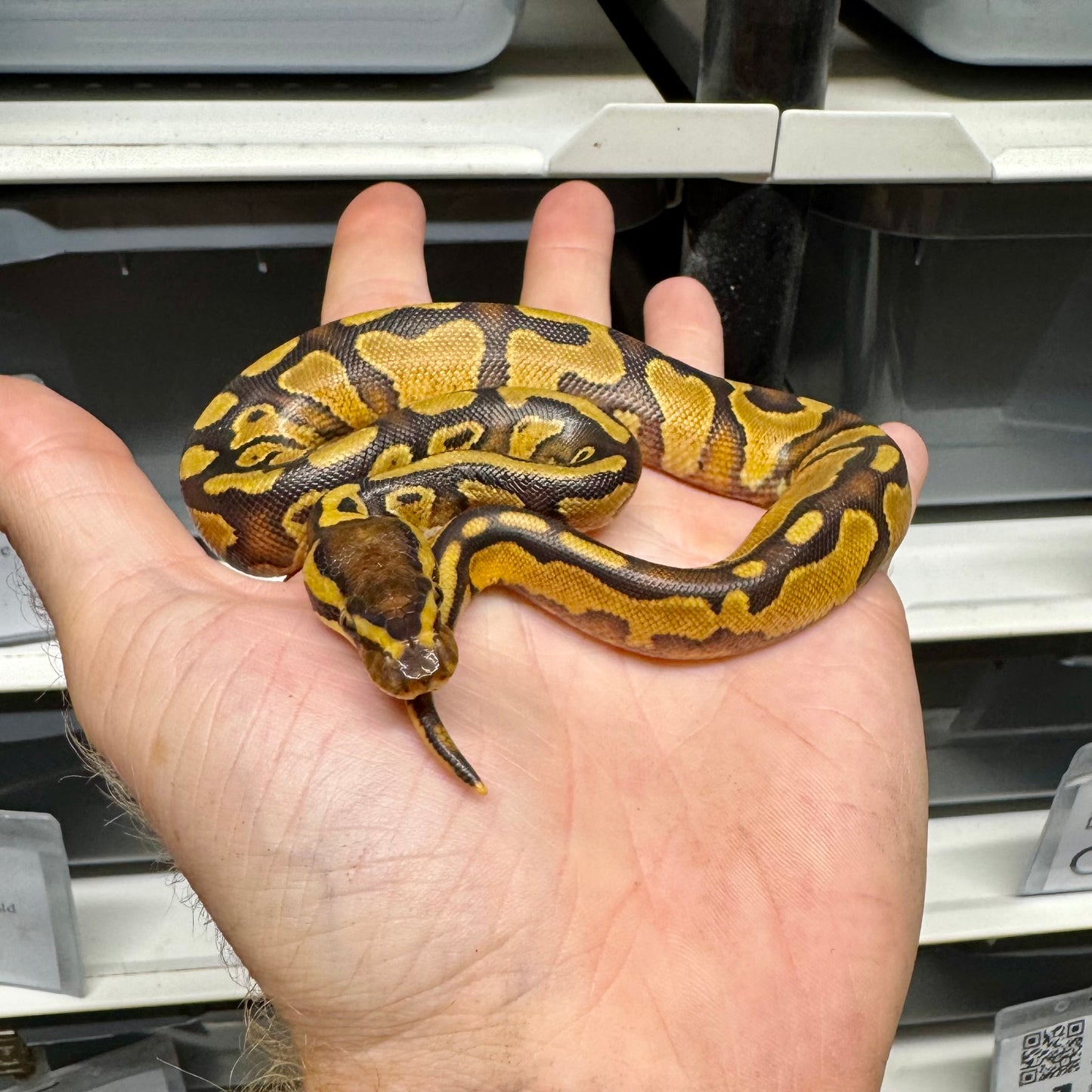 Enchi, Yellowbelly, 100% Double Het Lavender & Pied - Female