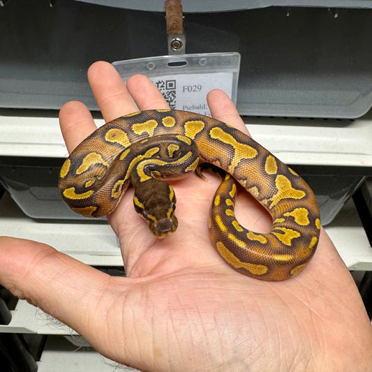 Black Head, Enchi, Yellowbelly, 100% Double Het Lavender & Pied - Female