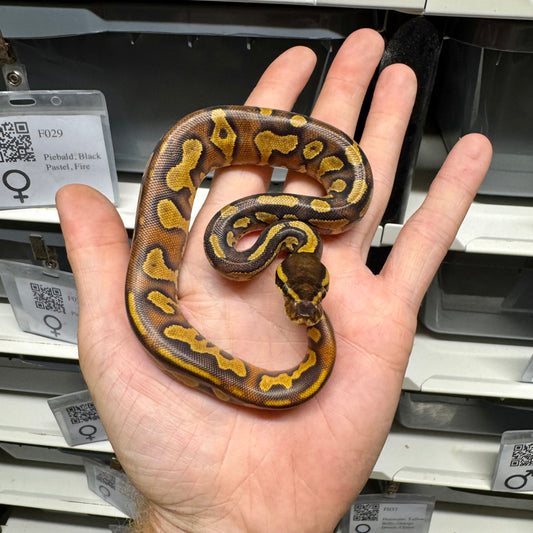 Black Head, Enchi, Yellowbelly, 100% Double Het Lavender & Pied - Female