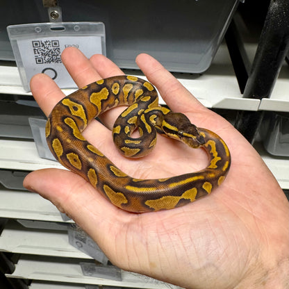 Black Head, Enchi, Yellowbelly, 100% Double Het Lavender & Pied - Female
