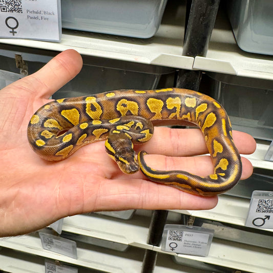 Black Head, Enchi, Yellowbelly, 100% Double Het Lavender & Pied - Female
