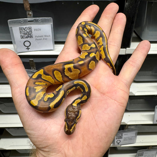 Black Head, Enchi, Yellowbelly, 100% Double Het Lavender & Pied - Female