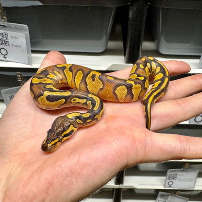 Black Head, Enchi, Yellowbelly, 100% Double Het Lavender & Pied - Female