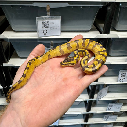 Super Enchi, Yellowbelly, 100% Double Het Lavender & Pied - Female