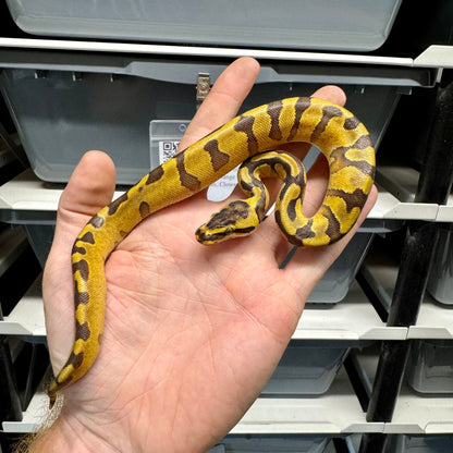 Super Enchi, Yellowbelly, 100% Double Het Lavender & Pied - Female